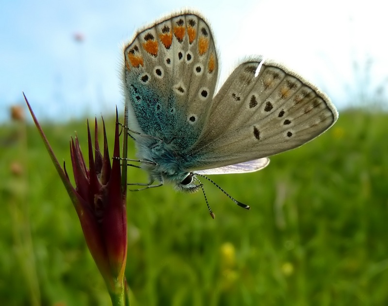 Polyommatus icarus o thersites?